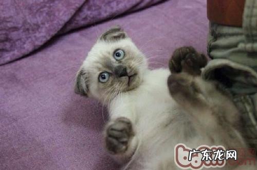 怎样确保猫咪的安全