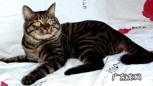 搬迁时怎样照顾好宠物猫