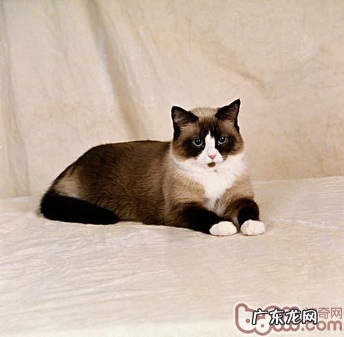 怎样让宠物猫更高兴