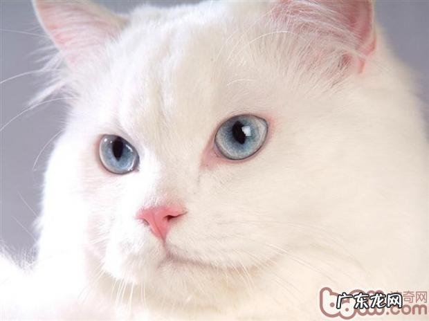 猫厕所应该多久整理一次