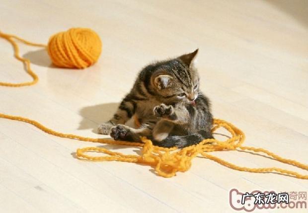 猫咪养殖的7个误区