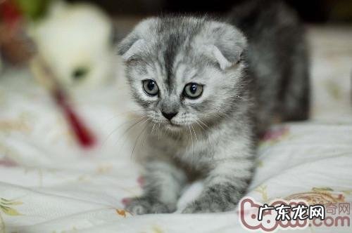 北方家庭冬季怎么照料猫咪