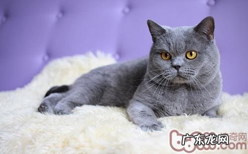 日本短毛猫怎样口腔护理