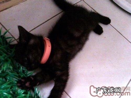 孟买猫的正确护理办法