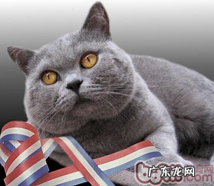 英国短毛健康护理全攻略