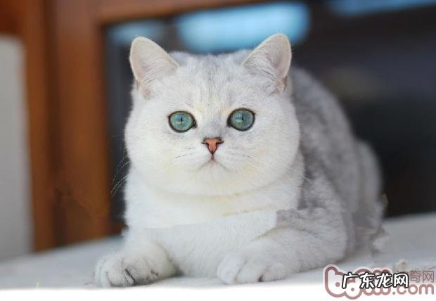 英国短毛健康护理全攻略