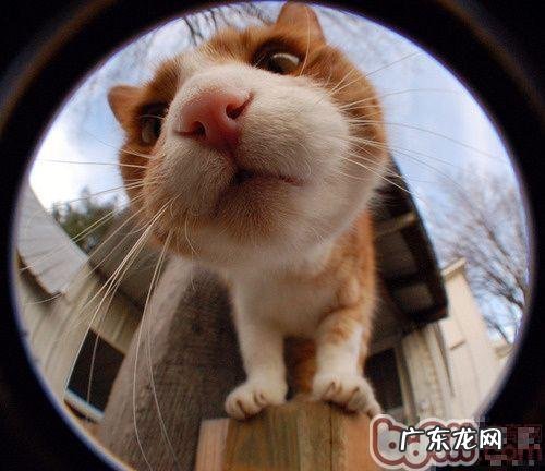 为猫咪靓照的七个注意事项