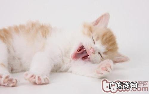 为猫咪靓照的七个注意事项