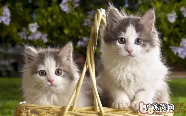 教你成为专业猫咪摄影师