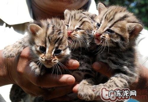 养殖宠物猫好处多多