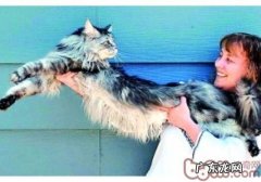 猫咪所发明的惊人世界纪录