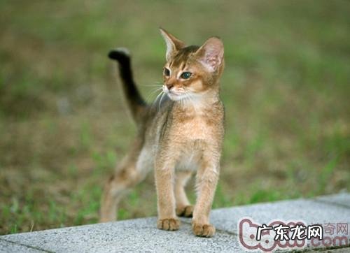 猫咪的视力怎么样