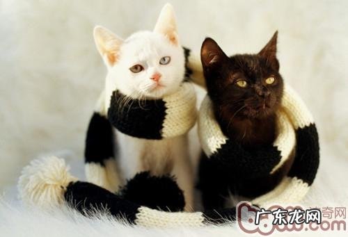 孕期猫猫怎样护理