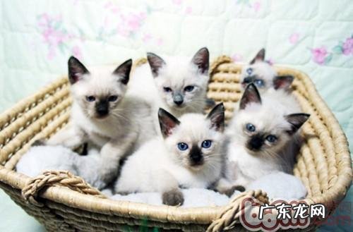 怎么选择健康的暹罗猫