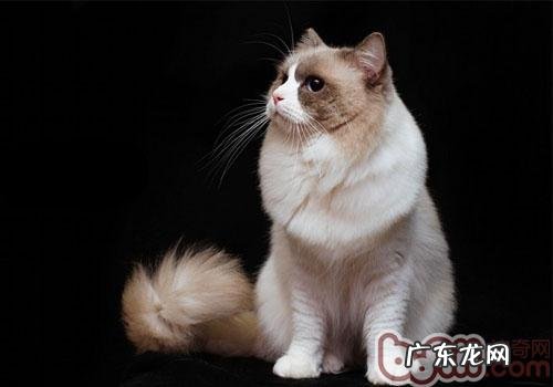 我该怎么挑选猫砂