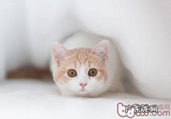 猫咪为什么会显露它的菊花