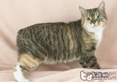 马恩岛猫为什么没有尾巴