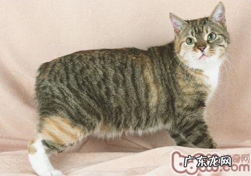马恩岛猫为什么没有尾巴