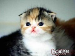 喵星人护肤的重要性与办法