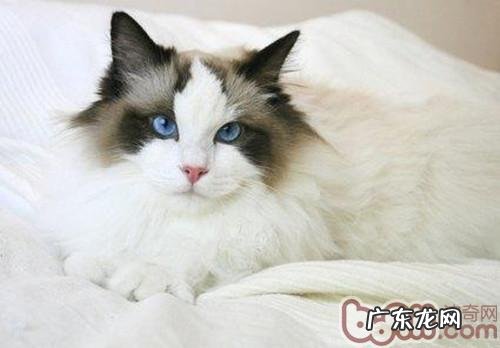 盘点猫咪掉毛的原因