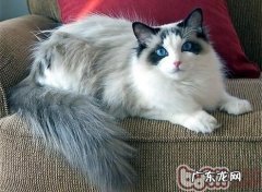 关于布偶猫的养殖