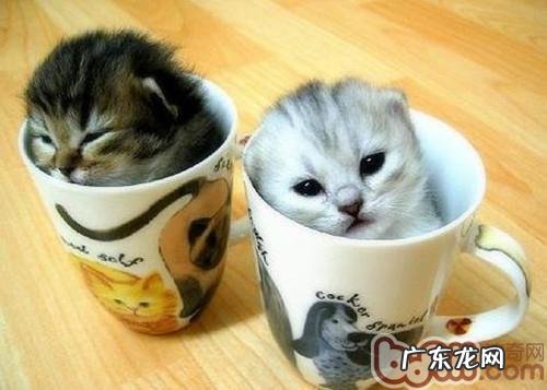 猫咪咕噜咕噜叫是因为高兴吗？