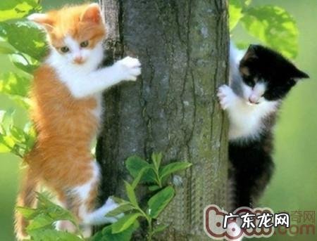 喵咪为何如此高雅