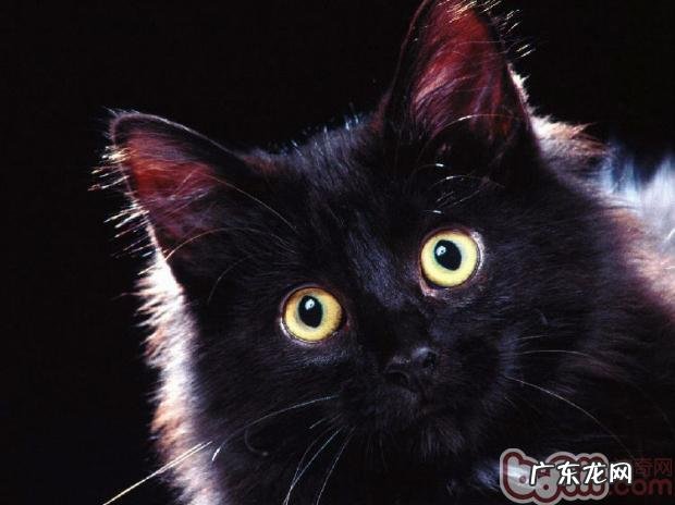 温柔猫咪养成守则