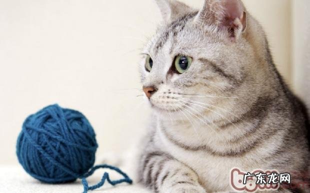 温柔猫咪养成守则