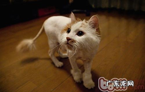 天热给猫剪剪毛