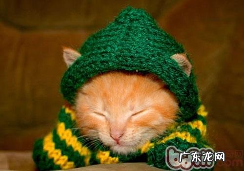 猫咪也想要件羊毛衫