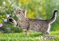 是不是一切的猫咪都爱猫薄荷