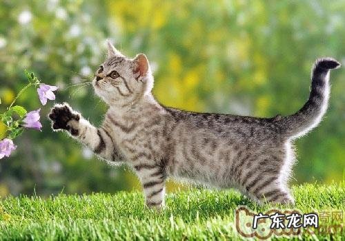 是不是一切的猫咪都爱猫薄荷