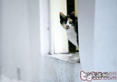 让猫咪不再对窗布情有独钟