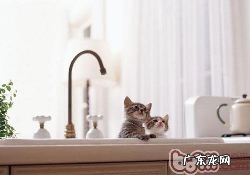 怎么让猫咪不再上灶台