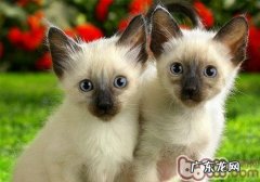 猫咪爱流口水是怎么回事