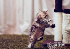 猫咪追尾巴纷歧定是在卖萌