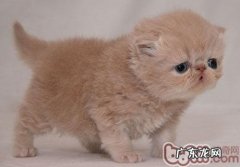 猫咪会得老年痴呆症吗