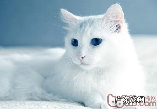 怎么让猫咪承受自己的心上人