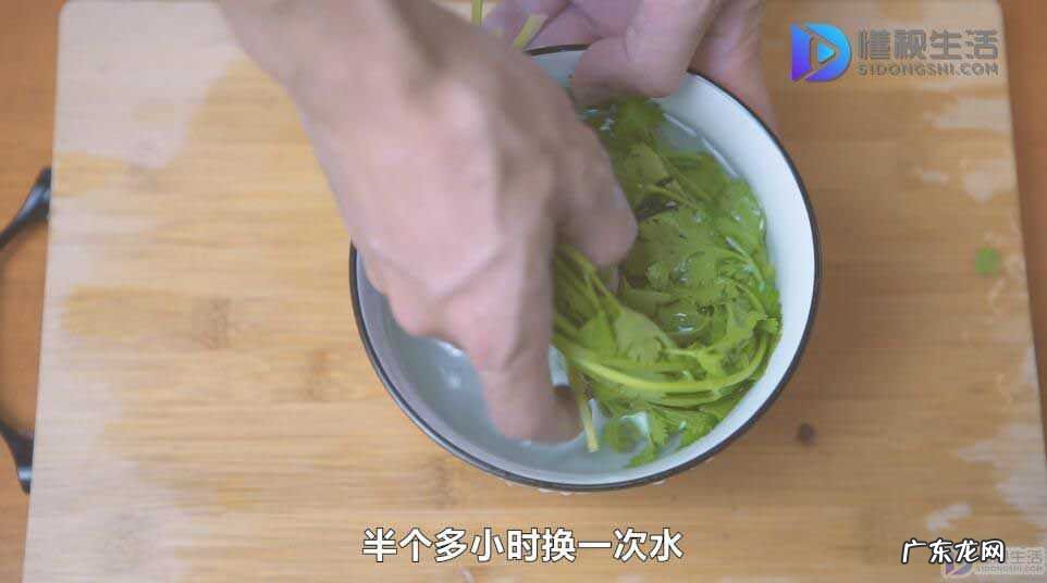 马齿苋怎么清洗干净? 野菜怎么洗才能干净