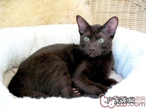 生机派代表——哈瓦那猫日子习性