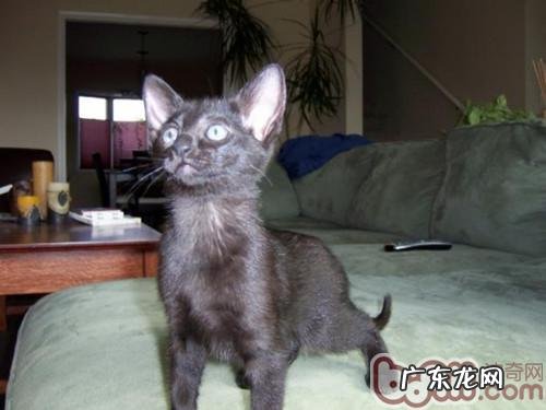 形似雪茄——哈瓦那猫种类特色