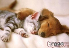 怎么让猫咪中止欺压狗狗