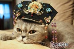 甄嬛为何惧猫？