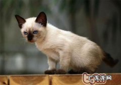 我的猫咪为什么喜爱嚎叫