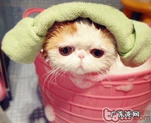 猫咪也喜爱泡泡浴