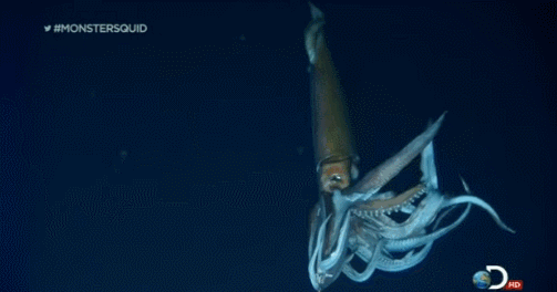 从荒诞传说到科学事实,北海巨妖“克拉肯”是如何现身的