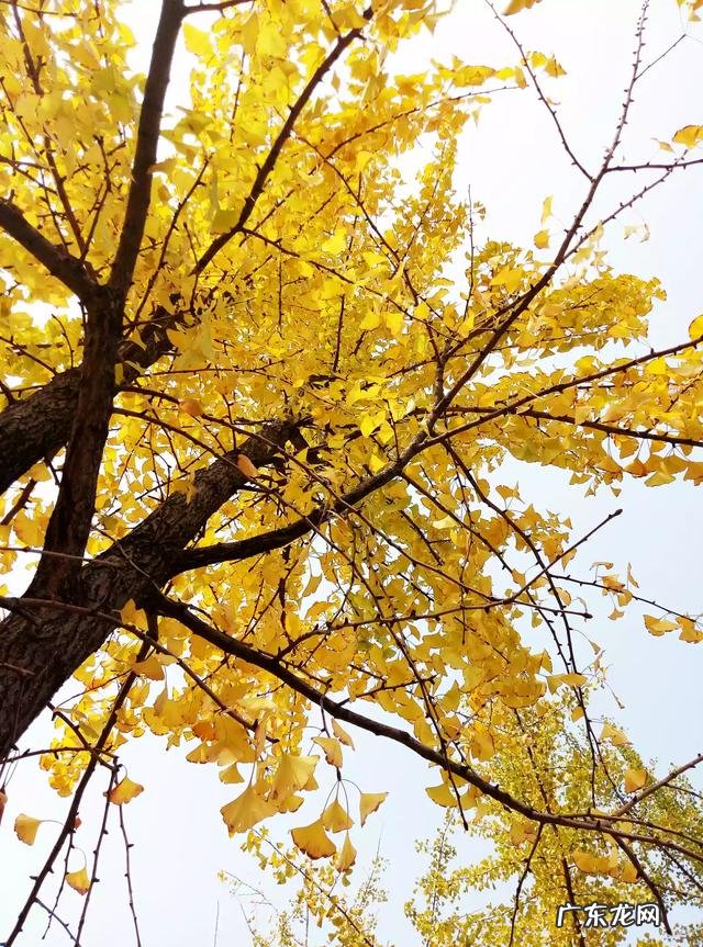 能不能具体说说广州的气候环境,对于一个东北人来说是否不习惯?