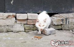 为何猫咪会“恋家”？