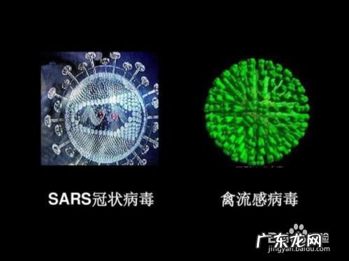 新冠与SARS病毒结构区别 新型冠状病毒与SARS的区别